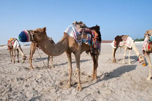 Eμπειρίες στην έρημο του Κατάρ