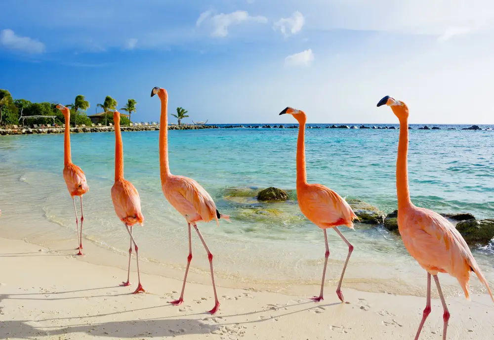 Flamingos on the beach in Aruba in a line and walking in the water for a piece titled Is Aruba Safe to Visit