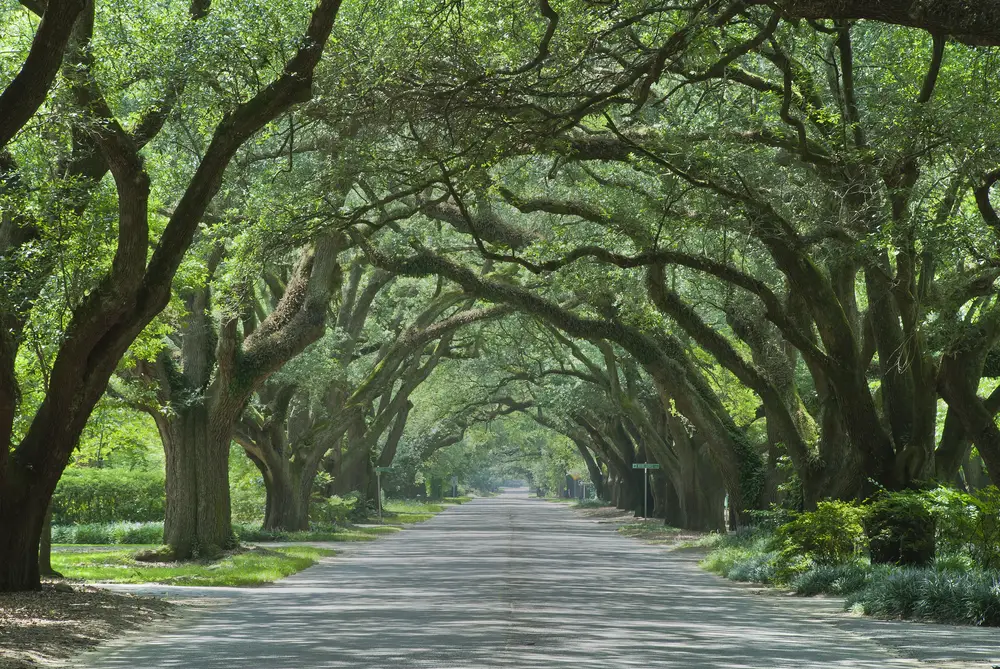 Oak tree tunnel in Aiken, South Carolina, a must-visit place in the state