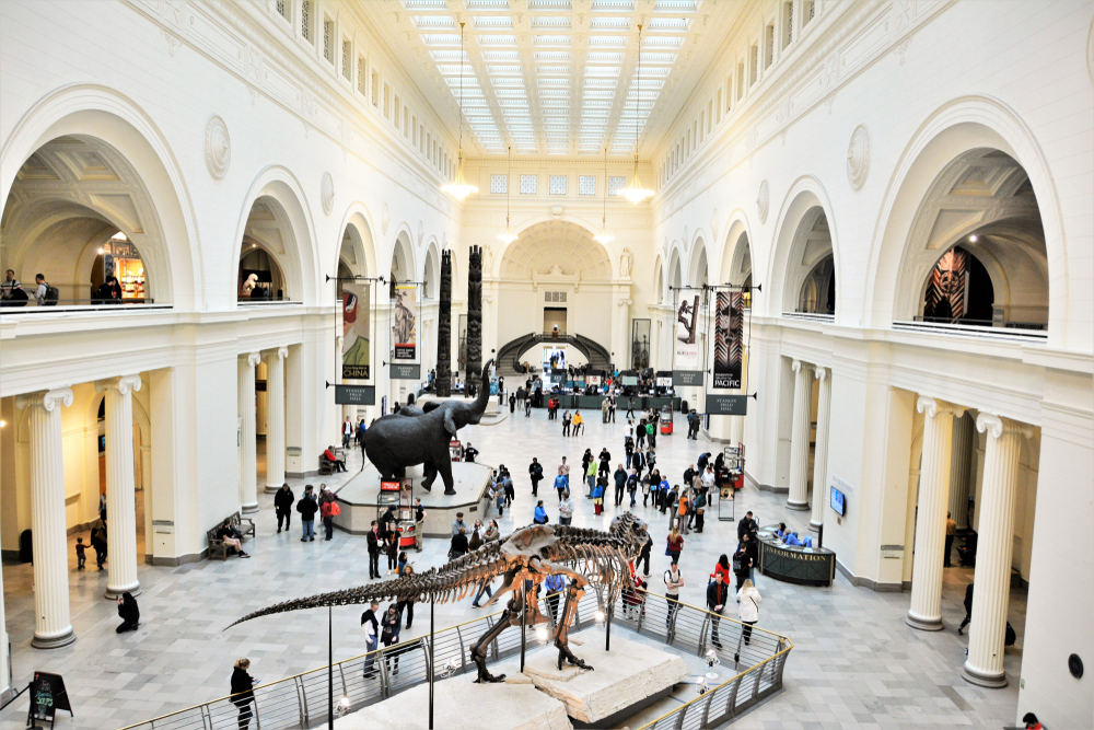 The main lobby of the entrance to the Field Museum seen with a t-rex skeleton and a giant elephant sculpture in the middle