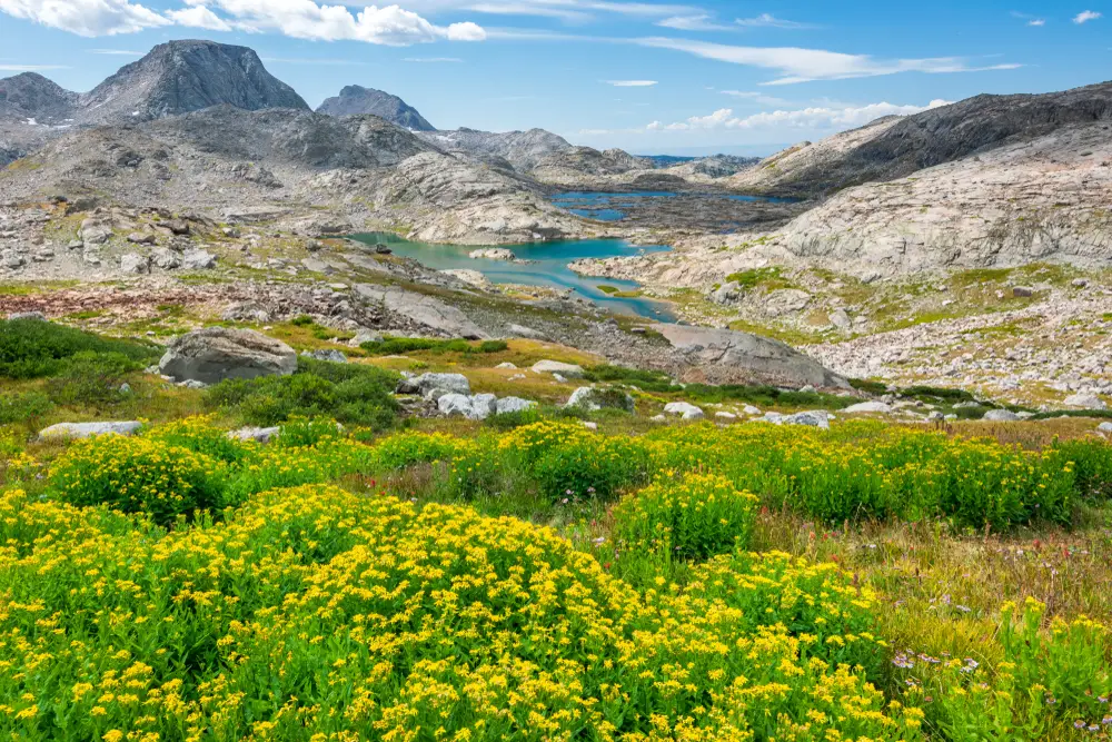 Beautiful yellow flowers in the Wind River Range of Wyoming, one of the best places to visit in the state, with its rolling meadows uphill from the blue water