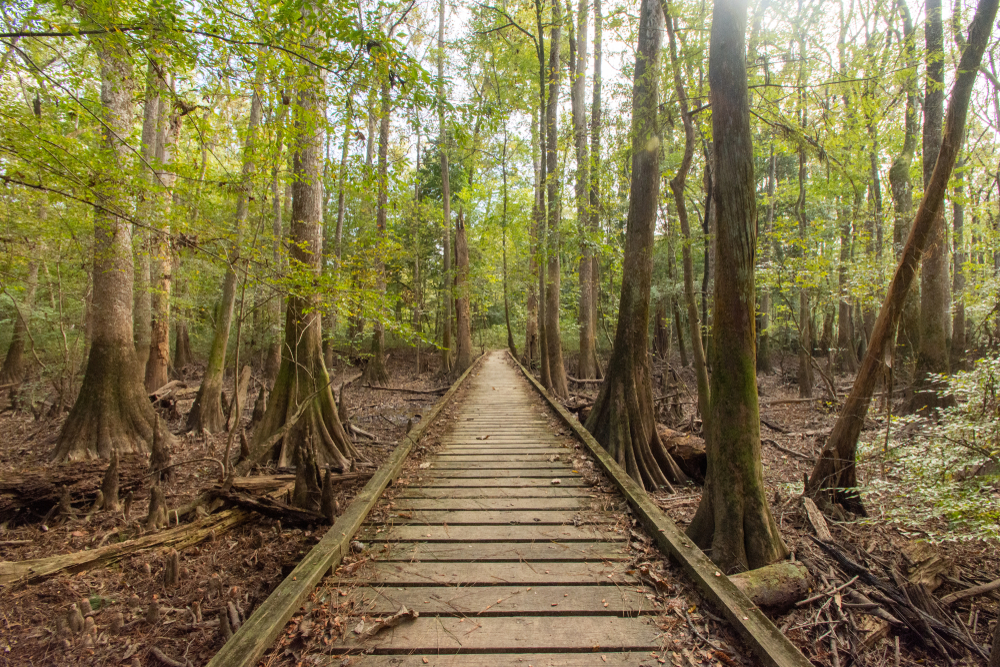 Boardwalk leading through some extremely tall trees on the Boardwalk Loop Trail in Congaree National Park, one of the best places to visit in South Carolina