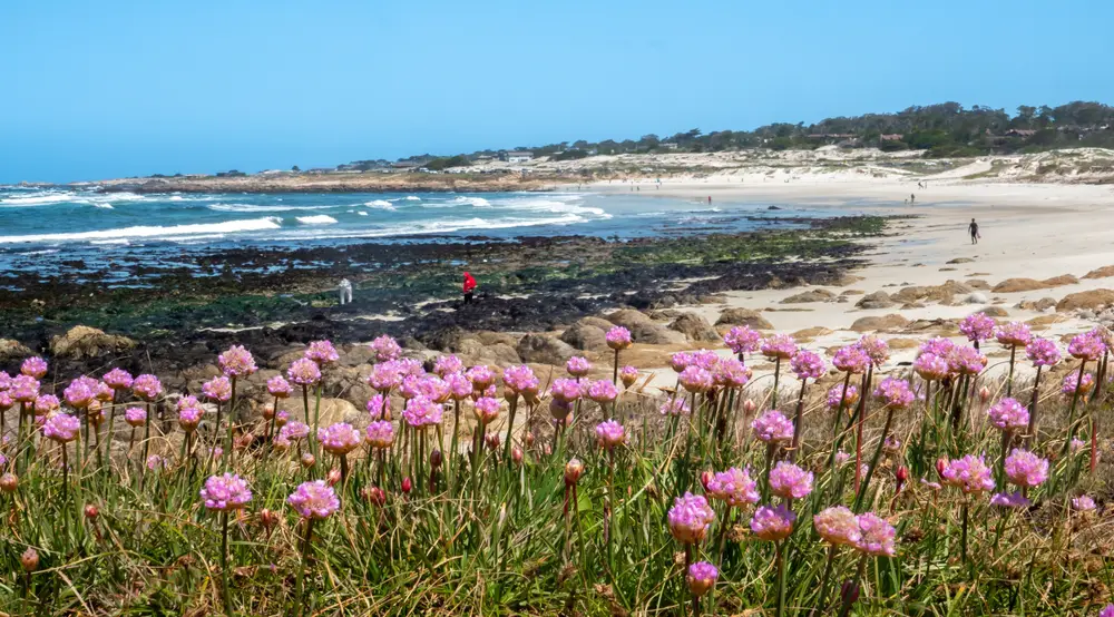 Pink Sea Thrift flowers in the foreground show Asilomar State Beach in Pacific Grove, one of the top beaches in California, with sandy and rocky shores during a beautiful day