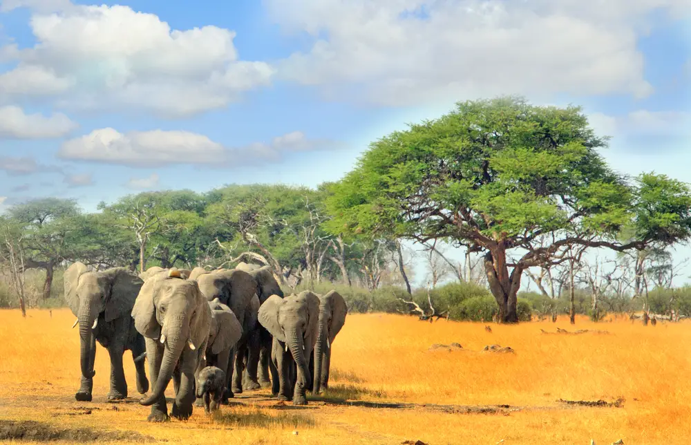 Herd of elephants walking along the desert during the best time to visit Zimbabwe