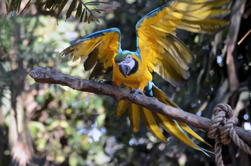 Λήψη φωτογραφίας του Macaw