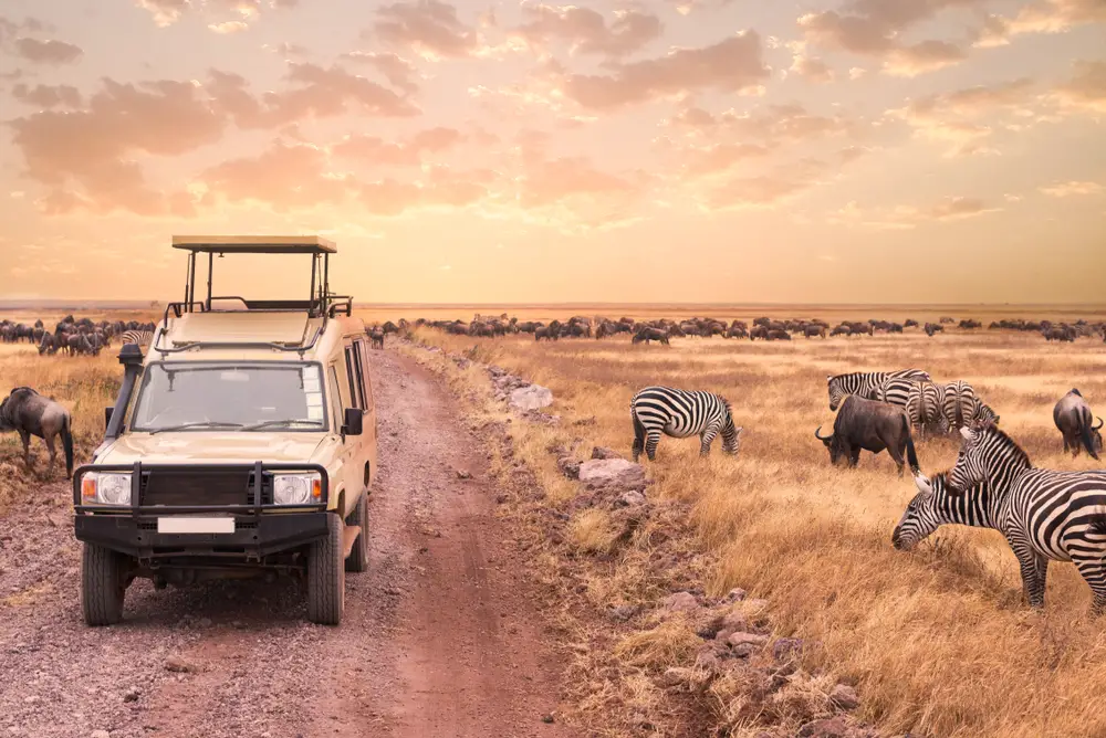 People in a tan land rover driving along next to zebras during the overall best time to go to Serengeti with a dusk sunset in the background