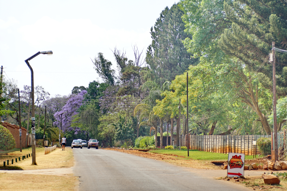 Guy walking down the road lined with Jacaranda trees for a piece titled Is Zimbabwe Safe to Visit