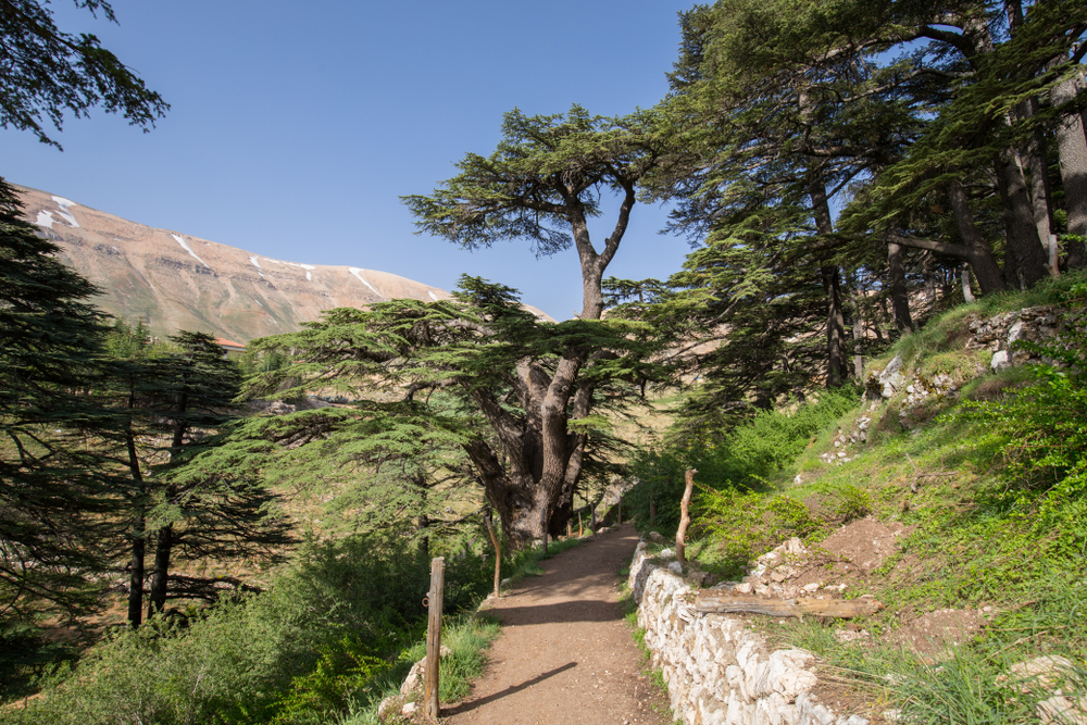 Cedars growing among the Cedars of God in Bsharri in the fertile valley during the cheapest time to visit Lebanon