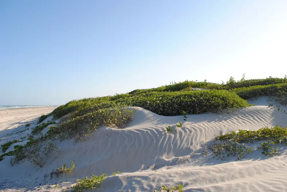 Sand dunes with natural vegetation and the Gulf of Mexico in the background to show one of Texas' best beaches