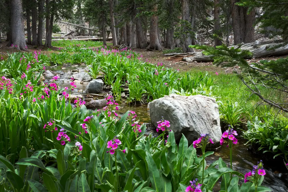 Pretty purple flowers called Parry Primroses in the middle of a green field pictured for a piece titled the Best Time to Visit Great Basin National Park