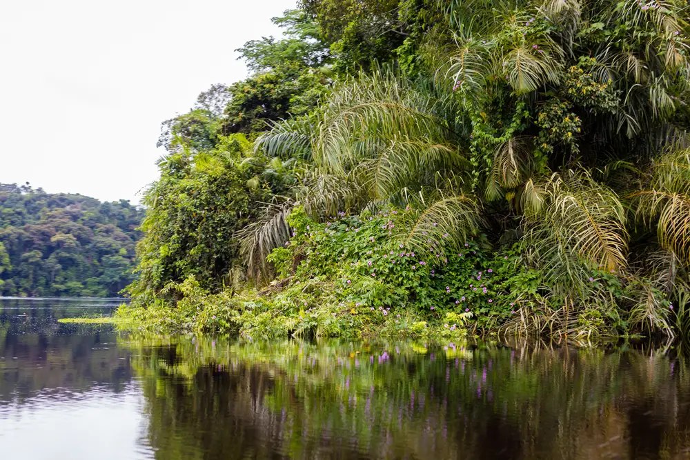 View of one of the rivers winding through the rainforest with different plants along the bank during the least busy time to visit Gabon