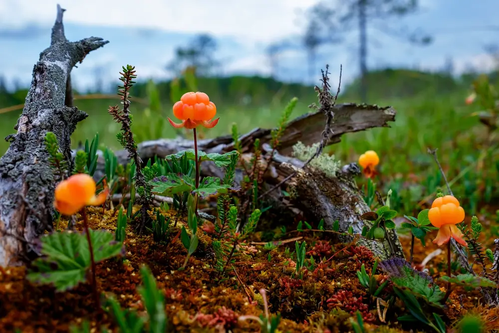 Ripe cloudberry growing out of the ground during the worst time to visit Scandinavia, the gloomy season