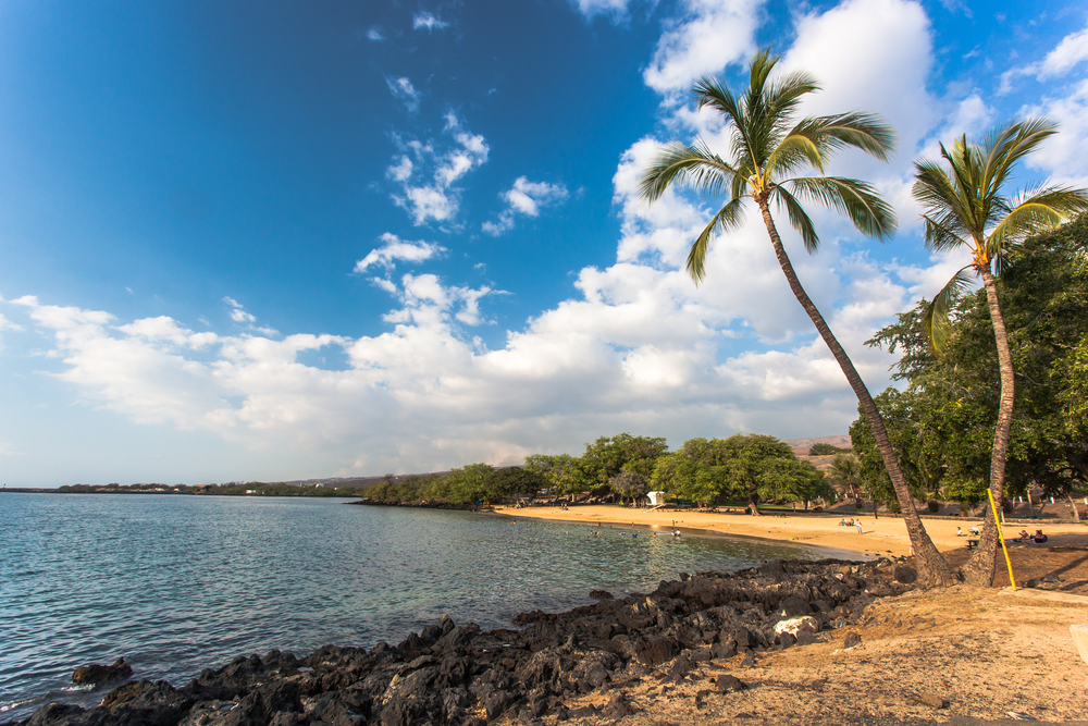 Coconut palm trees lean out over the water and black volcanic rock below a blue sky for a piece on whether or not the Big Island is safe to visit