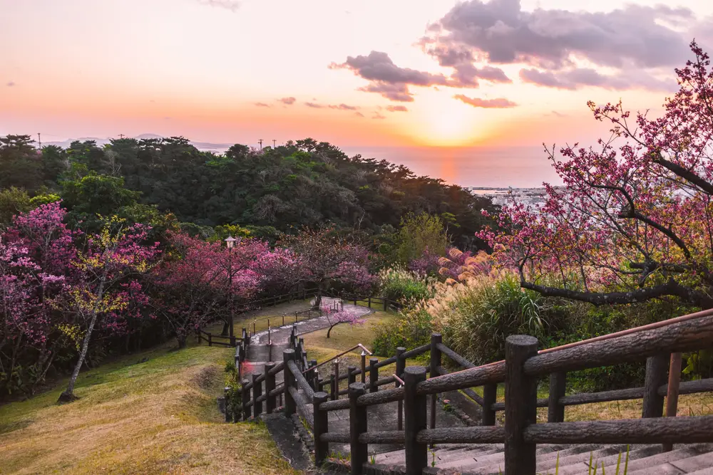 Cherry blossoms in full bloom in a park with a steep staircase leading down the hill, as seen during the best time to go to Okinawa