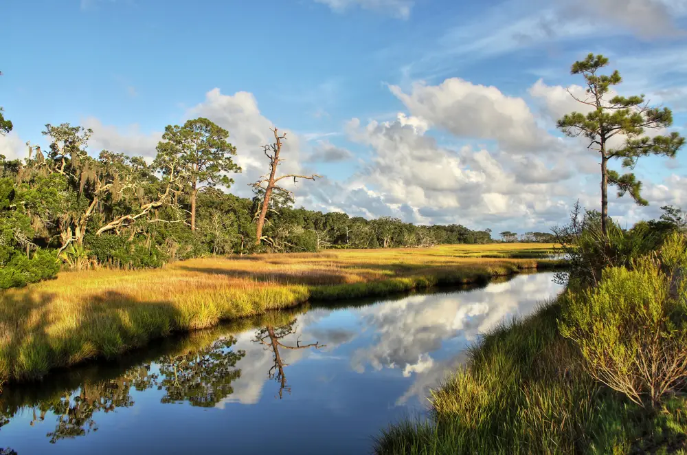 Salt marsh and a still creek in Florida pictured during the best time to visit Jekyll Island with dead-looking trees on either side of the water and marsh