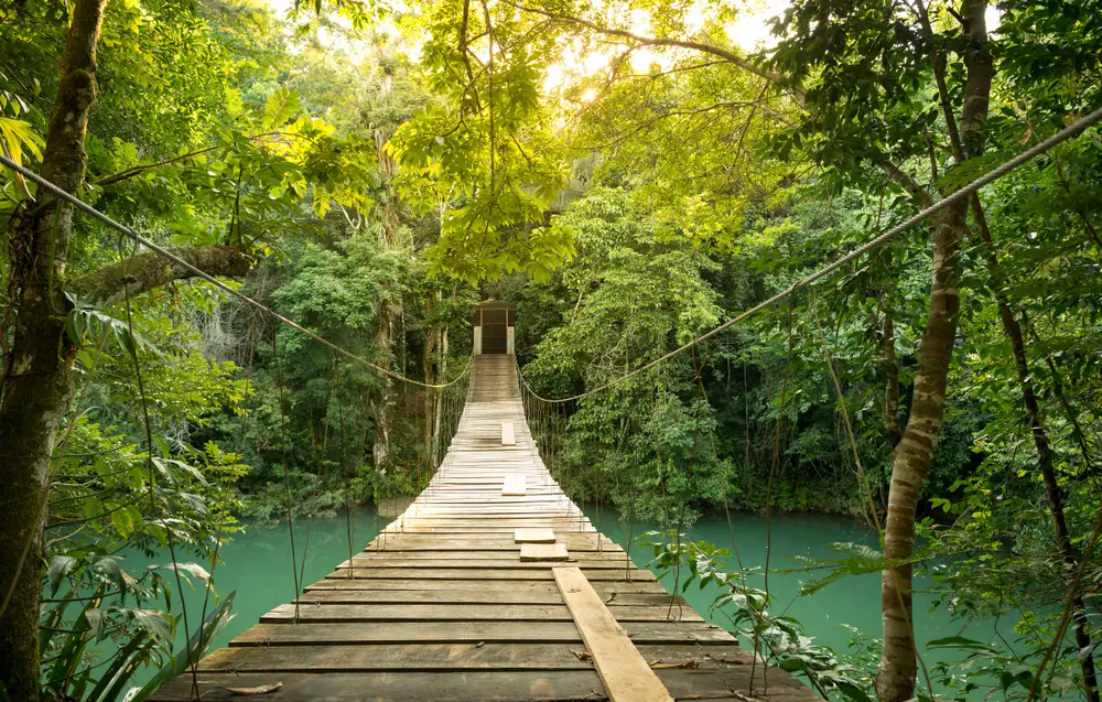Wooden suspension bridge over a tranquil forest in Belize