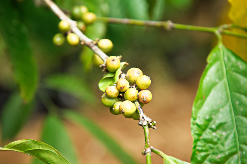 Satria Coffee Plantation