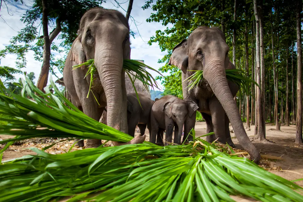 Cute elephants playing and eating sugar cane with their trunks