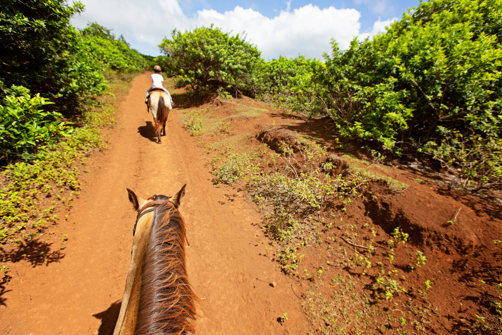 Family Horseback Riding in Waimea