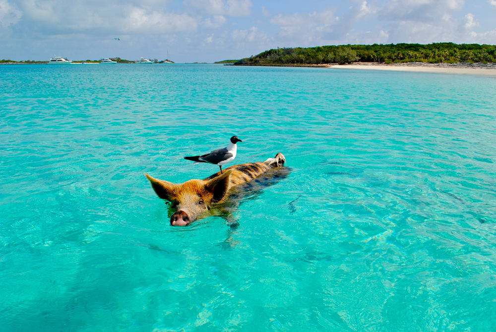 Γλάρος που κολυμπά στην πλάτη ενός χοίρου στο Exumas στις Μπαχάμες