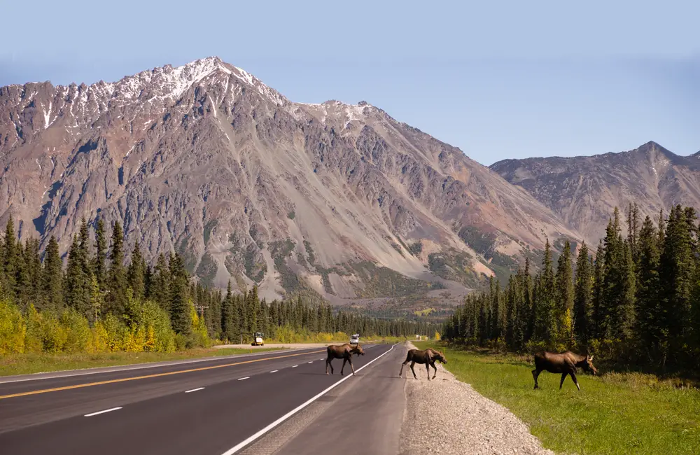 Family of moose making their way across the road in Alaska for a guide to the average costs to visit