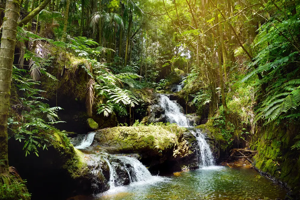 Fabulous Onomea Falls on the Big Island in the Hawaiian Tropical Botanical Garden
