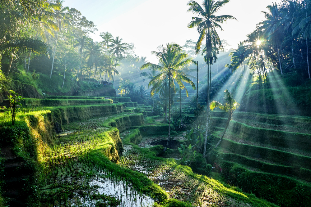 Πανέμορφες βεράντες ρυζιού που φαίνονται το πρωί με τον ήλιο να ακτινοβολεί από πάνω από τα δέντρα για έναν οδηγό με τίτλο The Average Trip to Bali Cost
