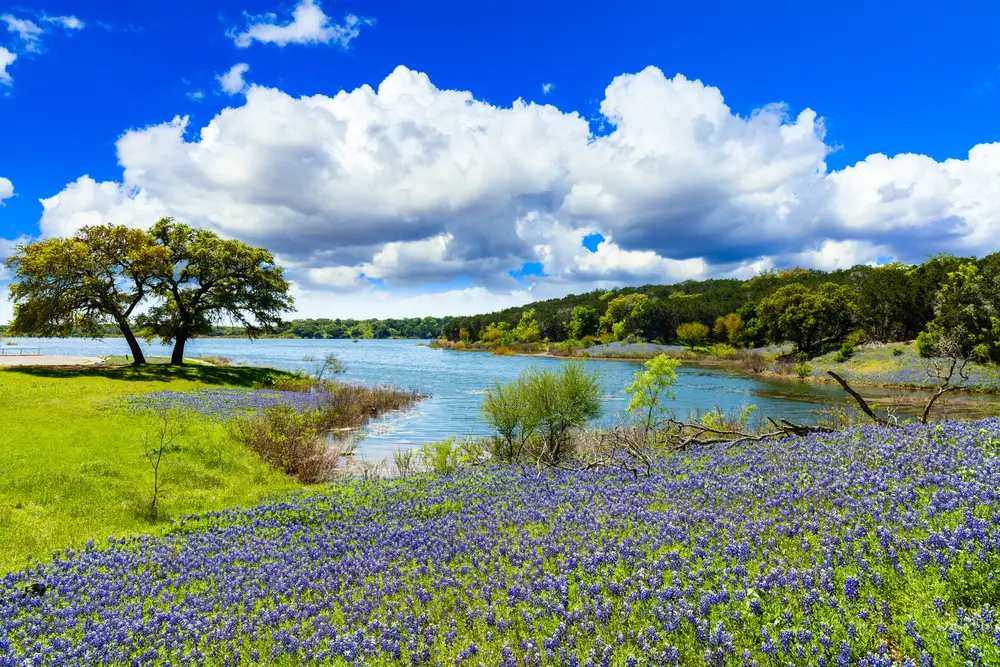 Bluebonnets του Τέξας κατά μήκος της όχθης της λίμνης Ώστιν στο Τέξας, όπου το Lake Austin Spa Resort ονομάζεται μία από τις κορυφαίες διακοπές all-inclusive χωρίς διαβατήριο