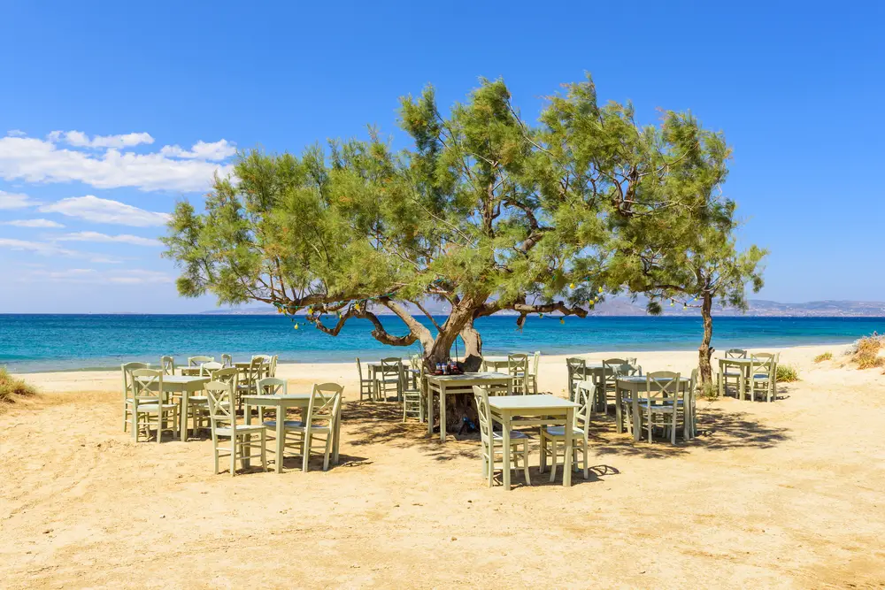 A restaurant tables and chairs placed under a tree on the beach. 