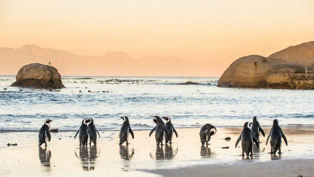 A waddle of penguins walking on a shore during a sunset. 