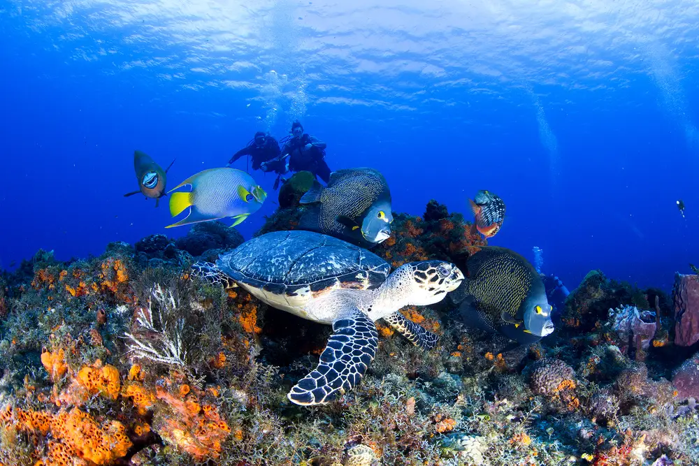 Turtles and fish pictured swimming in the deep blue ocean in Cozumel