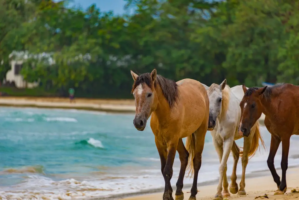 Wild horses running freely down the beach to show the concept of visiting Vieques Puerto Rico without a passport