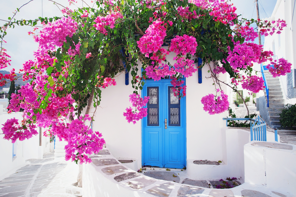 Μια τσιμεντένια πόλη με ολόλευκη μπογιά και ένα σπίτι διακρίνεται με τις Μπουκαμβίλιες πάνω από το πλαίσιο της πόρτας με τις μπλε βαμμένες πόρτες.