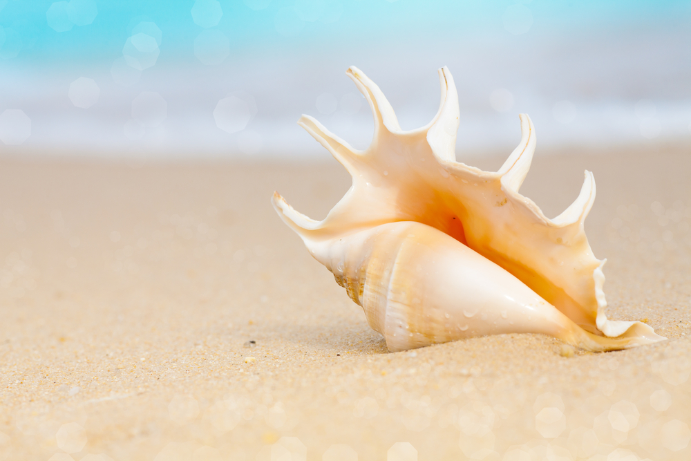 Ένα όμορφο κοχύλι ξεβράστηκε στην ακτή στην παραλία με την ψιλή άμμο.