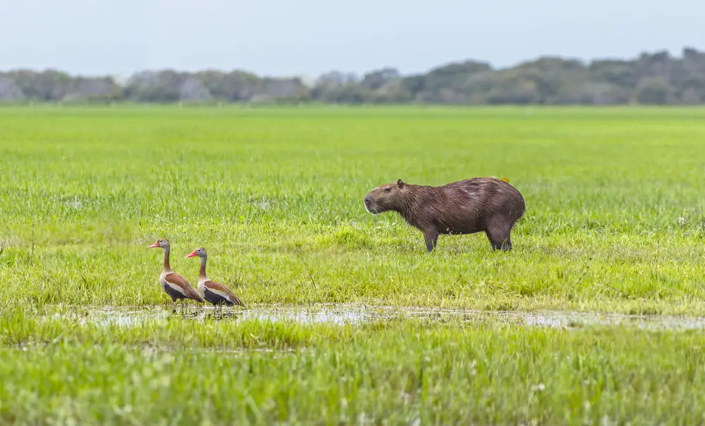 Ένα Capybara που στέκεται κοντά σε δύο χήνες σε έναν τεράστιο υγρότοπο.