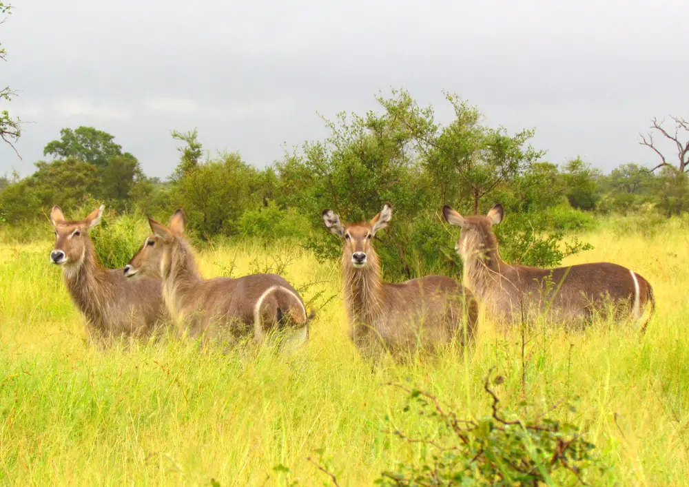 Μια ομάδα ζώων που στέκεται σε μια χλοώδη περιοχή ενώ βρίσκεται σε εγρήγορση για τυχόν αρπακτικά.