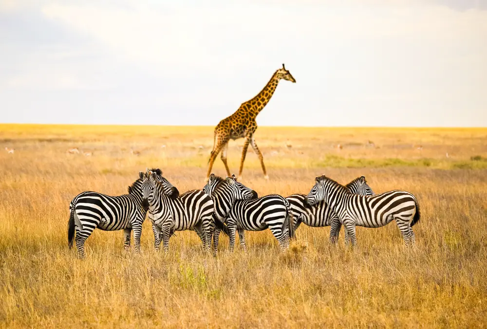 A herd of zebras in physical contact during an early morning where a lone giraffe can be seen in background. 