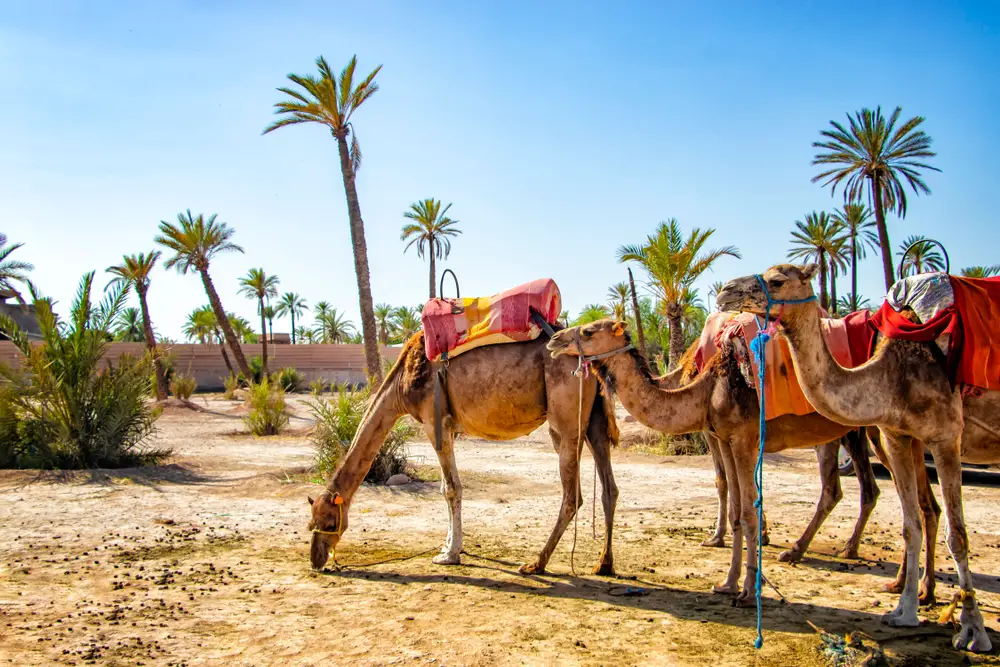 Four camels standing on a sandy ground with palm trees. 