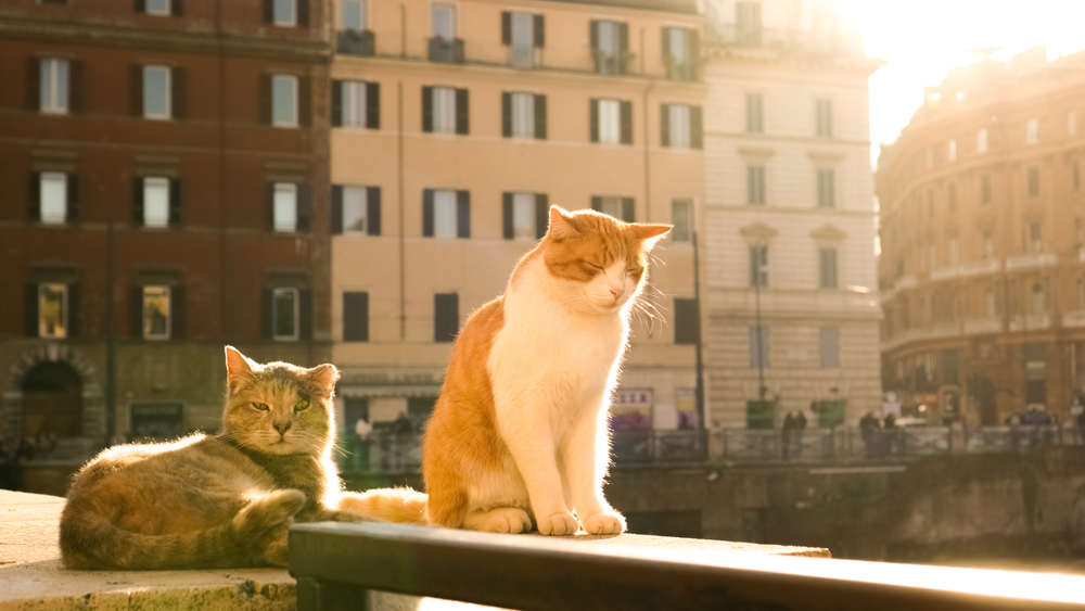 Δύο γάτες που απολαμβάνουν το φως του ήλιου νωρίς το πρωί. 