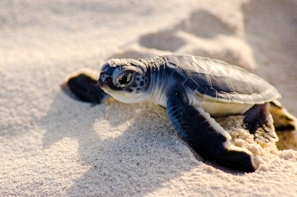 Μια νέα χελώνα που εκκολάπτεται σέρνεται μέσα από την άμμο της παραλίας όπου φαίνονται τα μάτια της με άμμο. 