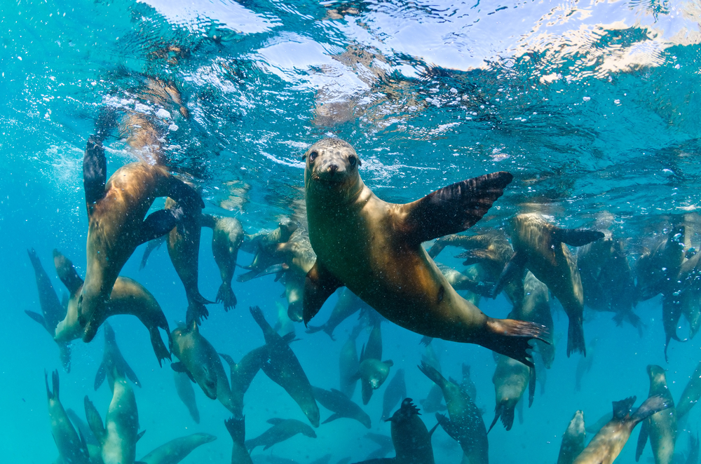 Μια ομάδα θαλάσσιων λιονταριών που κολυμπούν κοντά στην επιφάνεια του νερού. 