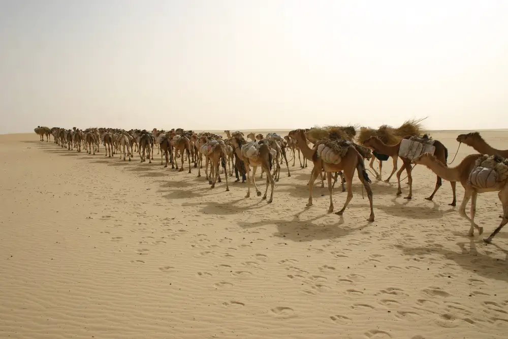 A caravan of camels crossing a desert while loaded with cargo. 