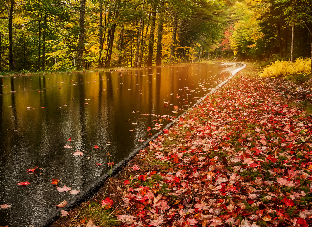 Βρεγμένος δρόμος λόγω της βροχής ενώ η πλευρά του δρόμου καλύπτεται με φύλλα κατά την περίοδο του φθινοπώρου. 
