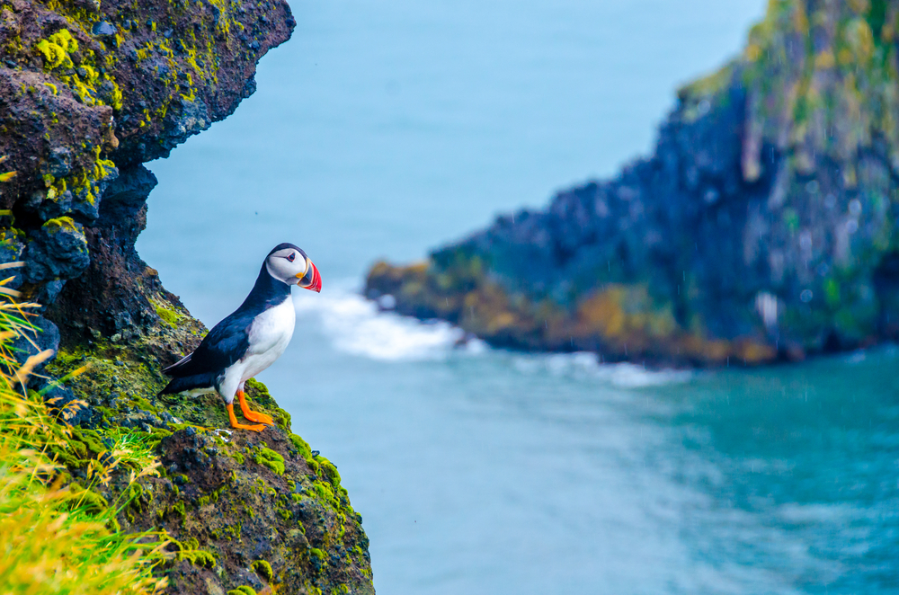 Puffin sitting on a mossy rock by the water in its natural Iceland habitat for an article discussing how long is a flight to Iceland