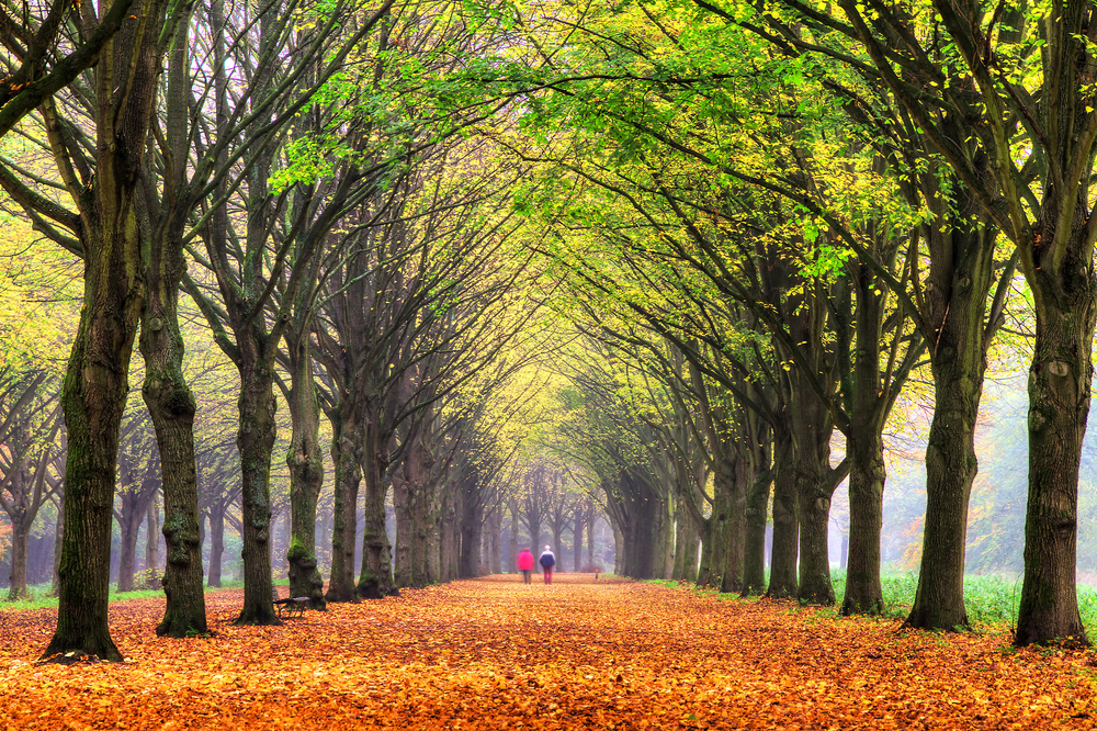 Ένα ζευγάρι που περπατά στο πάρκο σε ένα μονοπάτι με δέντρα σε κάθε πλευρά κατά τη διάρκεια της φθινοπωρινής περιόδου.