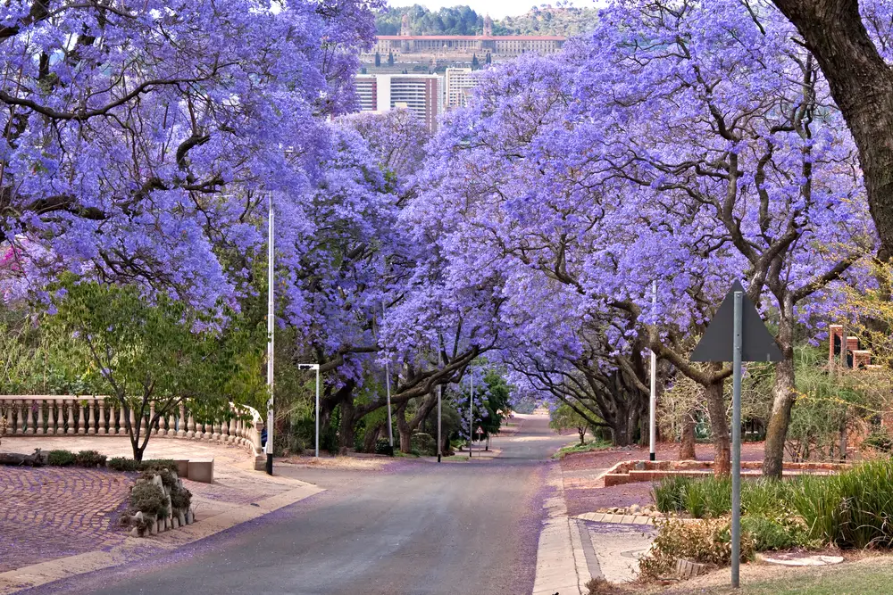 A small street in the middle of the park with a tree with purple leaves or flowers. 