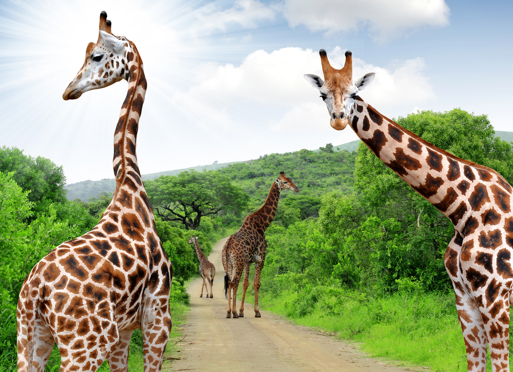 A group of giraffe walking on a dirt road surrounded by bushes, an one giraffe can be seen looking at the camera. 