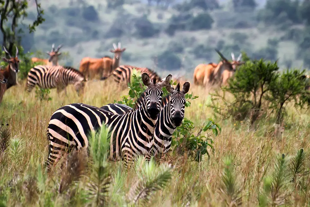 Zebras and Gazelles in the grass area of a safari. 