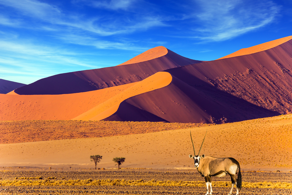 An Oryx can be seen near the foot of desert sand dunes.