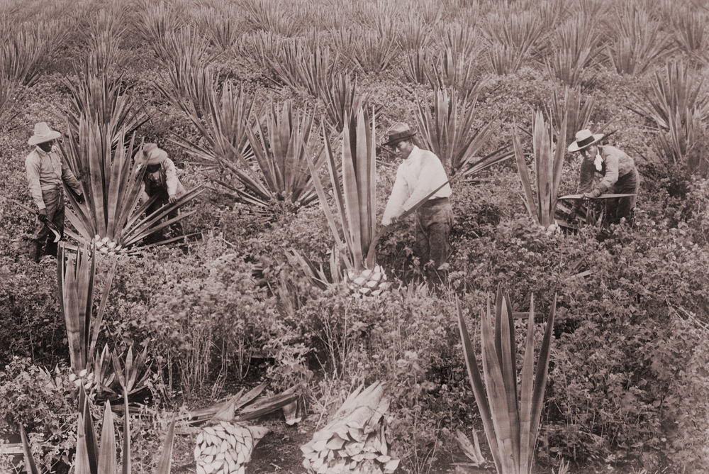 Ιάπωνες μετανάστες εργάτες σε μια φυτεία ανανά της Χαβάης κατά τη διάρκεια του χρονοδιαγράμματος για το πότε η Χαβάη έγινε κράτος μεταξύ του 1850 και του 1959